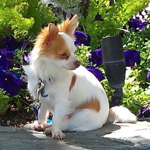 Meet your Posher, Lester